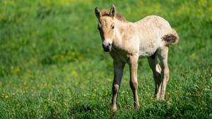 This year the 250th Przewalski’s horse foal was born on 3 May to the stallion Len and the mare Tania in Prague Zoo’s breeding station in Dolní Dobřejov. Photo Oliver Le Que, Prague Zoo 