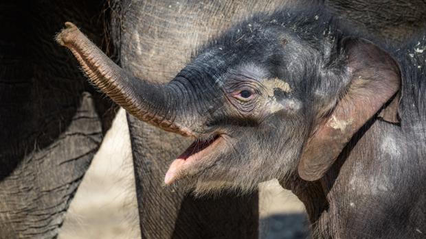 Sloní samička se v neděli poprvé podívala ven. Foto: Petr Hamerník, Zoo Praha.