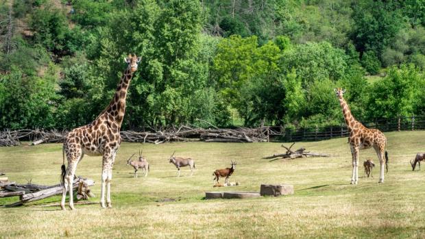 Foto: Oliver Le Que, Zoo Praha