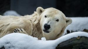 Samice medvěda ledního Berta na snímku ze své poslední zimy v Zoo Praha. Foto: Oliver Le Que, Zoo Praha