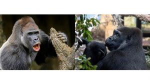 Vlevo samec Kisumu, vpravo samice Duni, oba ještě ve svých původních domovech. Foto: Petr Hamerník a Khalil Baalbaki, Zoo Praha