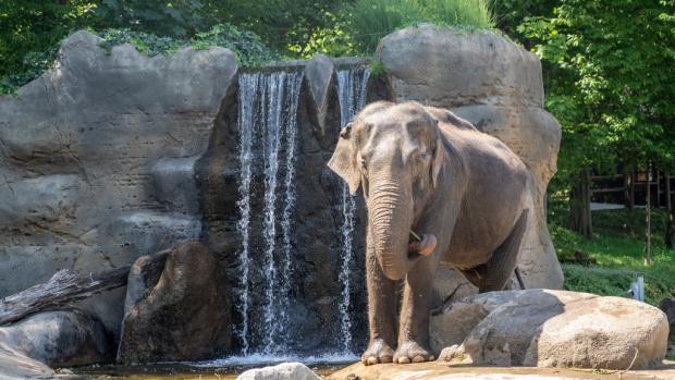 Gulab, nejstarší obyvatelka Údolí slonů. Foto: Oliver Le Que, Zoo Praha