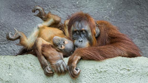 Orangutani sumaterští Diri a Harapan v pavilonu Indonéská džungle. Foto: Petr Hamerník, Zoo Praha