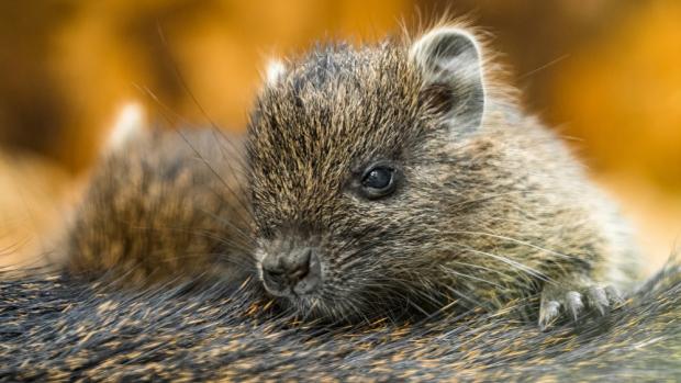 Mláďata hutií jsou aktivní po celý den. Návštěvníci je v areálu zoo najdou nad Indonéskou džunglí, jen pár kroků od výběhu pro vydry. Foto Petr Hamerník, Zoo Praha