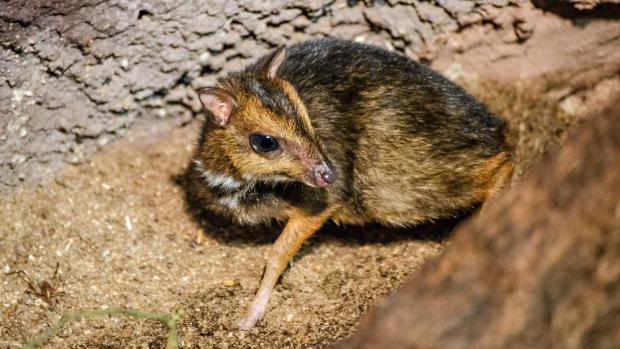 Mládě kančila je miniaturní velikosti. Foto: Jana Myslivečková, Zoo Praha