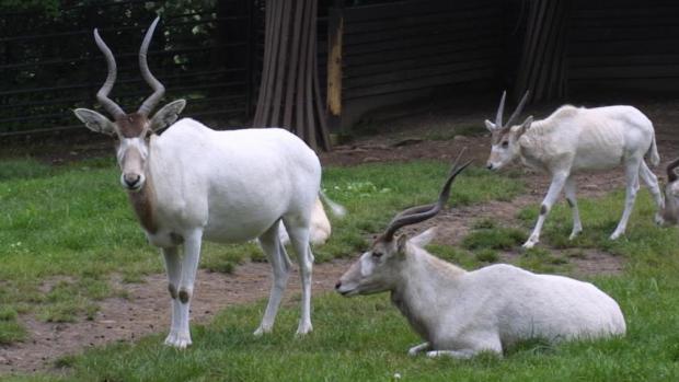 Adax, foto: Archiv Zoo Praha