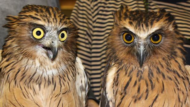 Odlišit jednotlivé poddruhy ketup malajských chovaných v zoologických zahradách lze podle zbarvení,foto: Antonín Vaidl, Zoo Praha