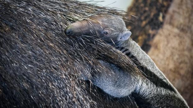 Mládě se pevně drží v husté srsti matky. Foto: Petr Hamerník, Zoo Praha