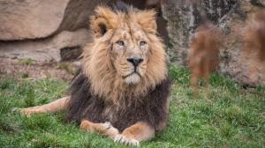 Samec lva indického Basil se narodil ve finské zoologické zahradě Korkeasaari a do pražské zoo dorazil ze svého posledního domova v maďarské Zoo Budapešť. Foto Tereza Mrhálková, Zoo Praha