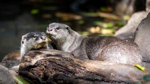 The newly set up pair of smooth-coated otters inhabits Prague Zoo’s Indonesian Jungle exhibit. Females can be recognised by their lighter fur and smaller appearance. Photo Oliver Le Que, Prague Zoo