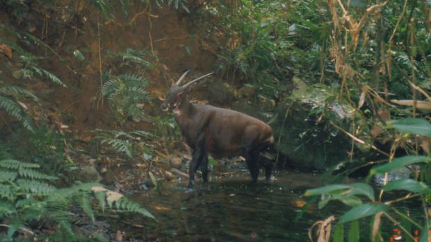 Saola je kriticky ohrožený asijský kopytník, který byl objeven teprve v roce 1992. Foto: W. Robichaud/WCS