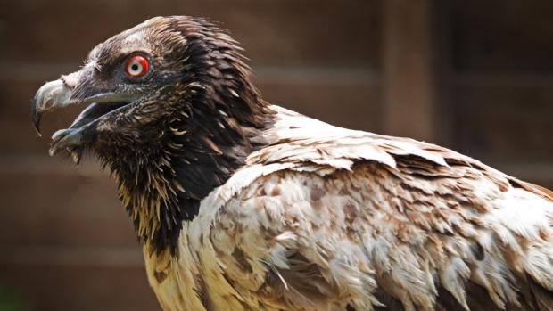 Bernd strávila v Zoo Praha sedm týdnů. Nyní je připravena vrátit se do přírody. Foto: Tomáš Adamec, Zoo Praha