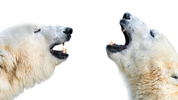 Tom and Berta – Polar Bears. Source: Archives Prague Zoo