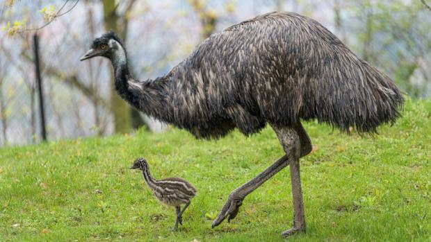 Samec emu hnědého Taťulda II. s mládětem, foto: Petr Hamerník, Zoo Praha