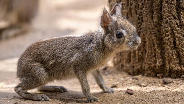 Mládě mary slaništní, foto: Petr Hamerník, Zoo Praha