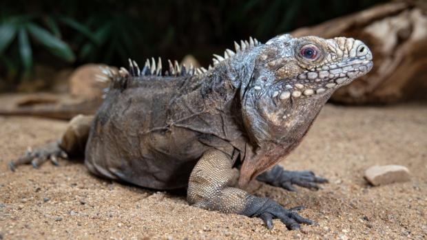 The Cuban iguana male Pepíno is kept in shape by the presence of another male in the neighbouring terrarium. Photo: Miroslav Bobek