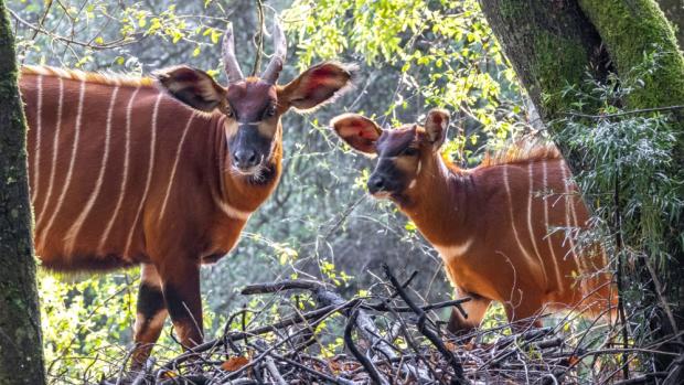 Bongové horští na snímku pořízeném v chovné a záchranné stanici Mount Kenya Wildlife Conservancy. Zoo Praha jejím prostřednictvím podporuje program na reintrodukci bongů do volné přírody, konkrétně financováním výsadby lesního porostu, na který je tento druh striktně vázaný. Foto: Miroslav Bobek, Zoo Praha