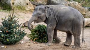 Sloni indičtí patří k nejvděčnějším příjemcům vánočních stromků. Na snímku je nejmladší členka stáda, samička Lakuna. Foto Oliver Le Que, Zoo Praha
