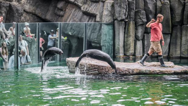 Chovatel Jakub Mezei při ukázce tréninku lachtanů. Foto: Petr Hamerník, Zoo Praha