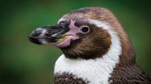 Foto: Petr Hamerník, Zoo Praha