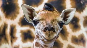 Nové mládě žirafy Rothschildovy. Foto: Petr Hamerník, Zoo Praha