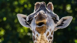 Foto: Petr Hamerník, Zoo Praha