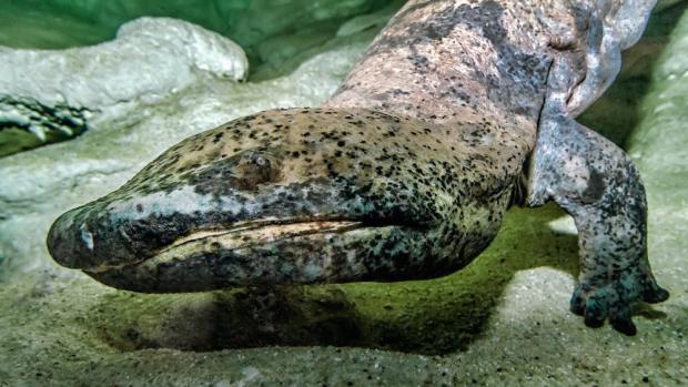 Největší velemlok Karlo zůstává v Praze až do příštího roku. Foto: Petr Hamerník, Zoo Praha