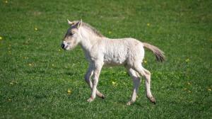 The oldest of the foals, which was born on 16 April, is the only one to move away from its mother and is starting to frolic around the plains of Dobřejov. Photo: Miroslav Bobek, Prague Zoo 