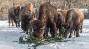 Ani dnešní silný mráz nezabránil bizonům, aby si pochutnali na větvích z vánočního smrku ze Staroměstského náměstí. Petr Hamerník, Zoo Praha