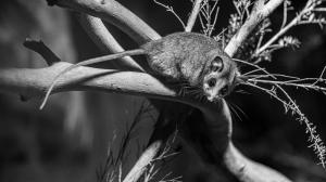 Snímek vakoplcha trpasličího z noční expozice v Healesville Sanctuary. Foto: Miroslav Bobek, Zoo Praha