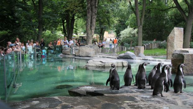 Tučňáci ve venkovním výběhu. Foto: Archiv Zoo Praha
