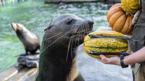 Možná trochu nečekaně dělají dýně radost i lachtanu Melounovi. Foto: Petr Hamerník, Zoo Praha