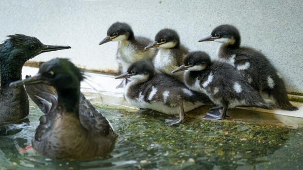 Foto: Petr Hamerník, Zoo Praha