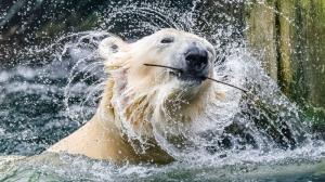 Foto: Petr Hamerník, Zoo Praha