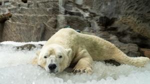 Ledové osvěžení u ledních medvědů v Zoo Praha. Foto: Oliver Le Que 