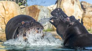 Hroši obojživelní. Foto: Petr Hamerník, Zoo Praha