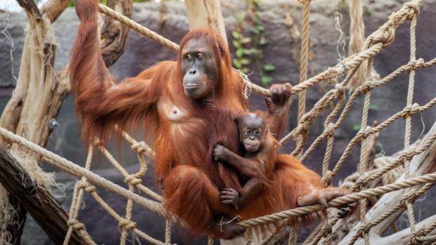 Harapan narozený loni v květnu obývá jeden z ostrovů v Indonéské džungli se svou matkou Diri a otcem Pagym. Foto Oliver Le Que, Zoo Praha