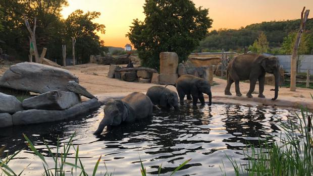 Takto vypadal první pozdní večer, který ve venkovním výběhu strávila slůňata Max a Rudi a jejich matky Janita a Tamara. Foto: Miroslav Bobek, Zoo Praha.