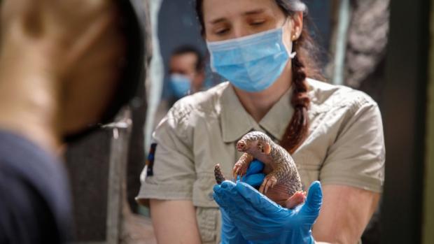 Hlavním bodem zahájení 92. sezóny Zoo Praha bude křest prvního luskouního mláděte v Evropě. Jméno sedmitýdenní samičky bude odhaleno po 11. hodině na terase Vzdělávacího centra v dolní části areálu. Foto: Miroslav Bobek, Zoo Praha