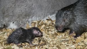 Mládě dikobrazů palawanských se narodilo 31. října. Foto: Petr Hamerník, Zoo Praha