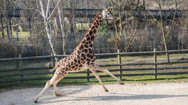 Foto: Václav Šilha, Zoo Praha