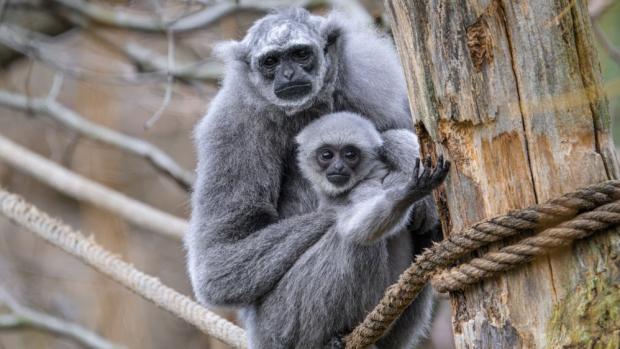Zkušená samice Alang Alang od první chvíle věděla, jak mládě správně krmit, zahřívat ho nebo podporovat hlavičku. Otcem mláděte je samec Flip. Foto Petr Hamerník, Zoo Praha