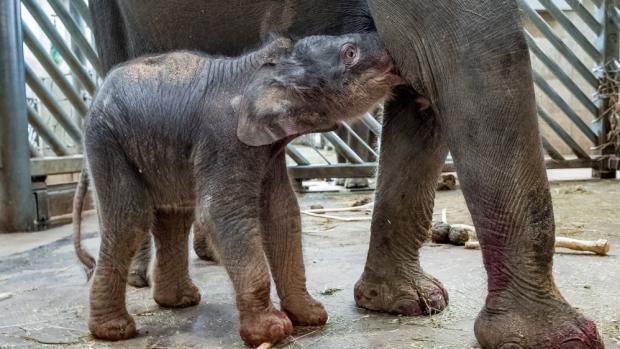 Novorozené slůně se už krátce po porodu pokoušelo napít mléka. Foto: Miroslav Bobek, Zoo Praha.