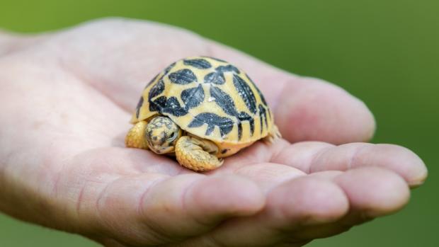 Mládě želvy hvězdnaté, foto: Petr Hamerník, Zoo Praha