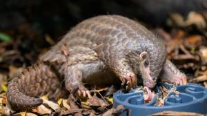 Luskouní mládě Šiška, foto: Petr Hamerník, Zoo Praha