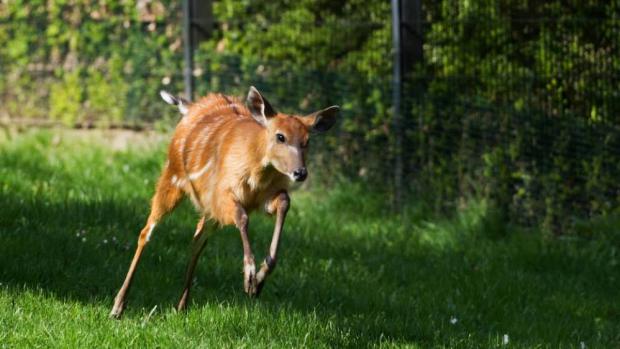 Sitatungy patří k tradičním druhům v Zoo Praha. Chováme je již od 60. let 20. století. Foto: Tomáš Adamec, Zoo Praha