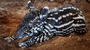 Zdánlivě nápadné zbarvení slouží mláďatům tapíra čabrakového v podrostu jako maskování. Tento sameček se v Zoo Praha narodil v neděli 19. dubna. Foto: Miroslav Bobek, Zoo Praha