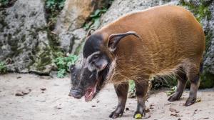 Štětkoun africký na archivním snímku. Štětkouni se z karantény v zázemí přesunou do společné expozice s kočkodany. Foto: Tomáš Adamec, Zoo Praha