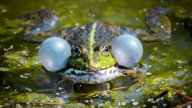Výstava Příroda v zoo nabídne fotografie volně žijících zvířat v areálu Zoo Praha. Na snímku je skokan skřehotavý. Foto Petr Hamerník, Zoo Praha
