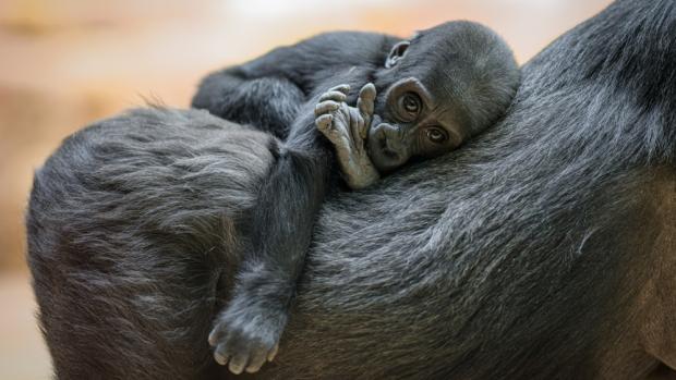 Jane Goodall, která tento měsíc oslavila 91. narozeniny, pojmenovala Gaiu podle řecké bohyně země a mladého šimpanze žijícího v Gombe. Ten je dnes posledním zvířetem z rodinné linie sahající k vůbec první tlupě, kterou v 60. letech Jane Goodall v Tanzanii studovala a sblížila se s ní. Foto Petr Hamerník, Zoo Praha